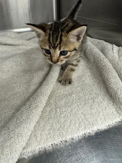 A baby small-sized female Domestic Short Hair cat named Demi for adoption in Grand Prairie, TX