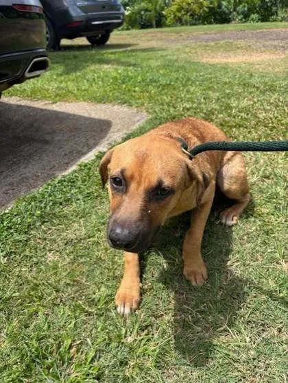 An adult large-sized male Black Mouth Cur dog named Demetrius for adoption in Honolulu, HI