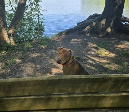 An adult medium-sized female Mixed Breed dog named Jessica Rabbit for adoption in West Chester, PA