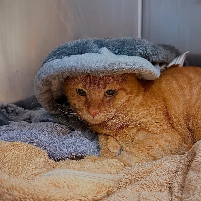 A young small-sized female Domestic Short Hair cat named Jackie for adoption in Fredericksburg, VA