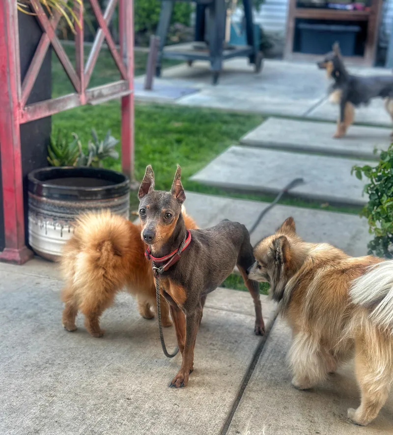 A young small-sized male Gray / Blue / Silver Miniature Pinscher dog named Queso for adoption in West Hollywood, CA