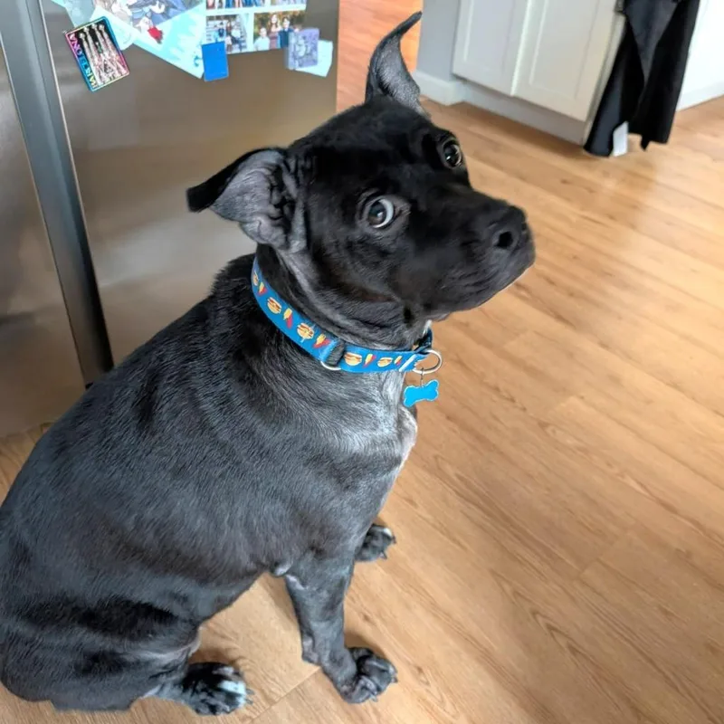 Shyla Bear thumbnail 3