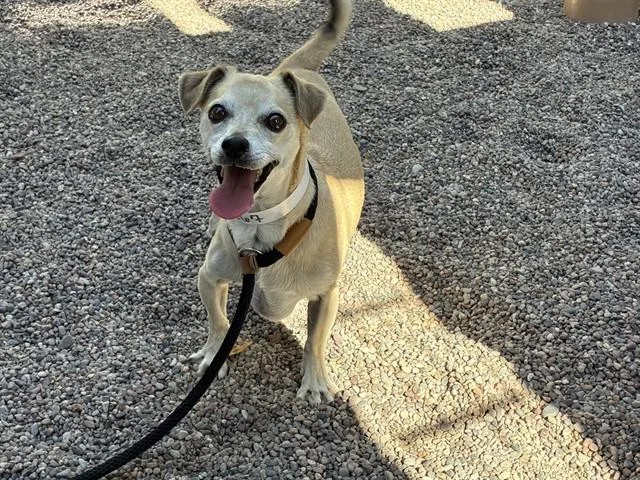 An adult small-sized male Chihuahua dog named Cedric for adoption in Mesa, AZ
