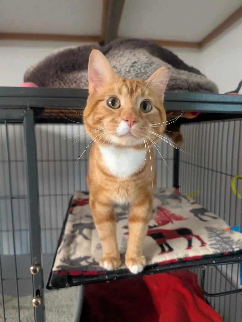 A young medium-sized male Domestic Short Hair cat named Cheeto for adoption in Shelton, WA