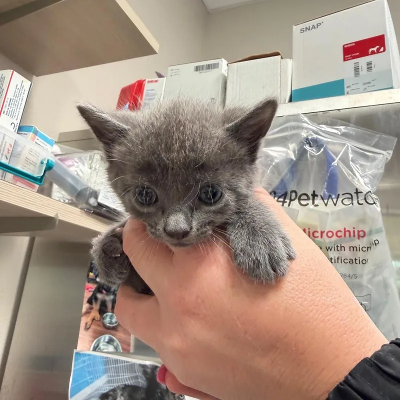A baby small-sized female Gray / Blue / Silver Domestic Short Hair cat named Falco for adoption in Englewood, FL