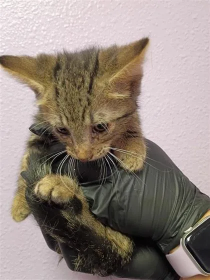 A young small-sized male Gray / Blue / Silver Domestic Short Hair cat named 61310295 for adoption in El Paso, TX