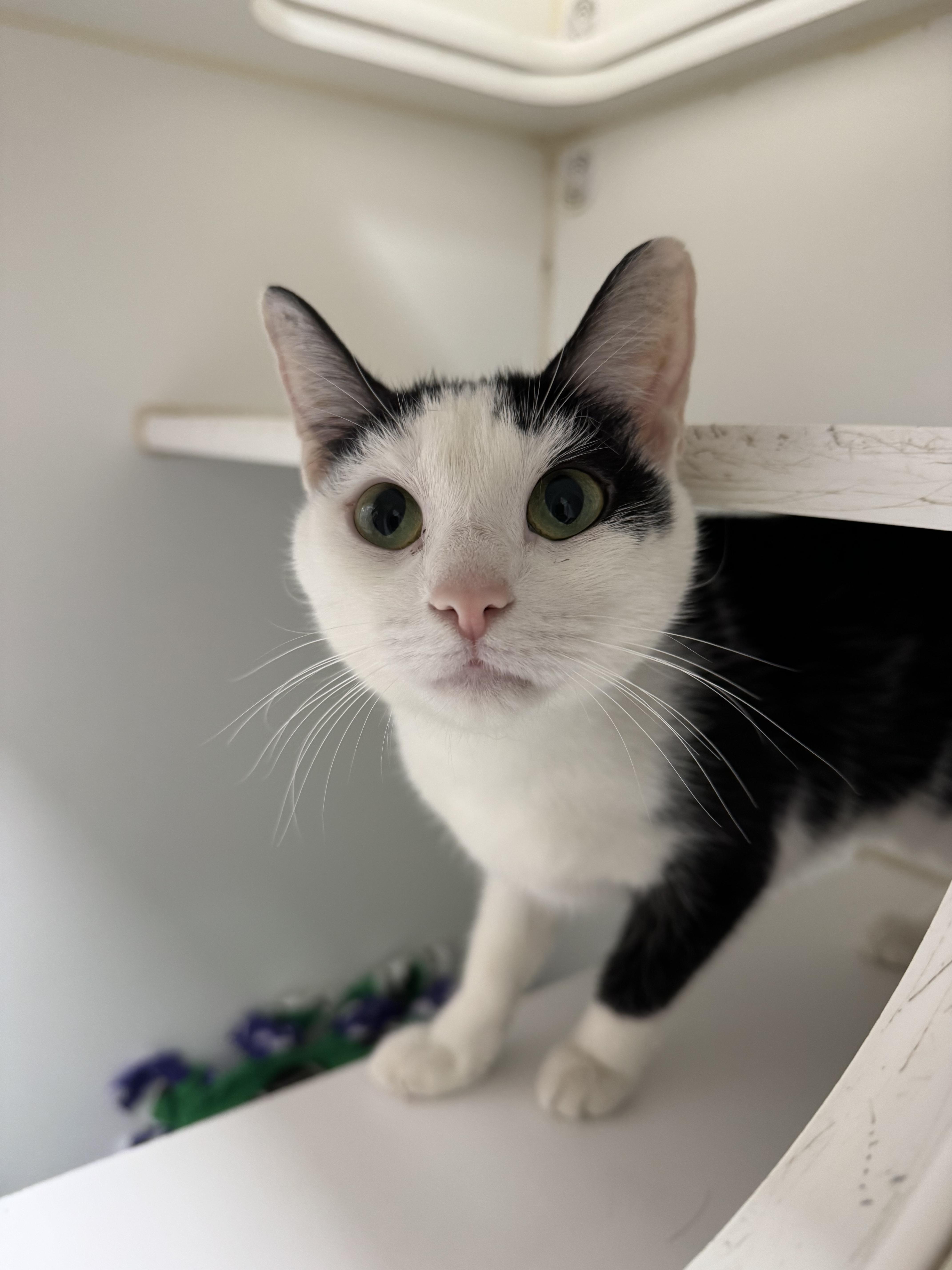 An adult large-sized female Black Domestic Short Hair cat named Janet for adoption in Reisterstown, MD