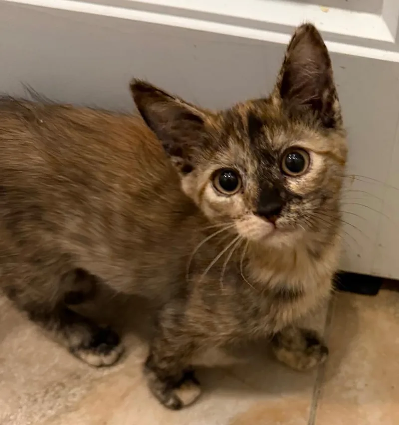 A baby medium-sized female Domestic Short Hair cat named Couch Potato for adoption in Youngsville, NC