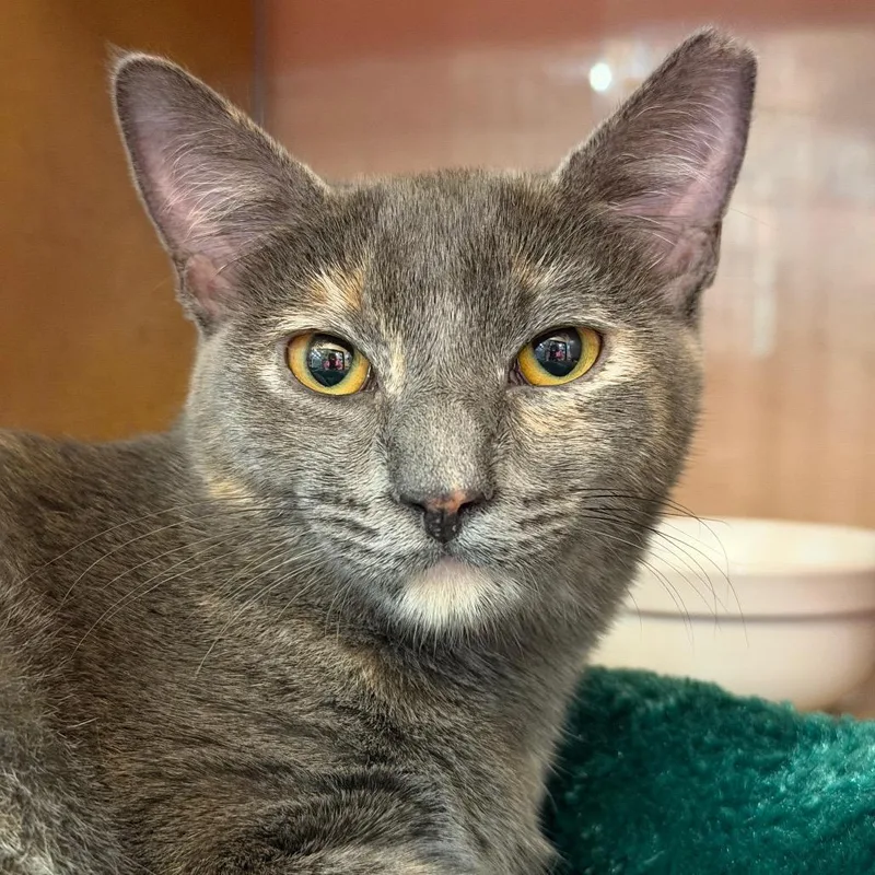 A young medium-sized female Tortoiseshell Domestic Short Hair cat named Sweetheart for adoption in Roswell, GA