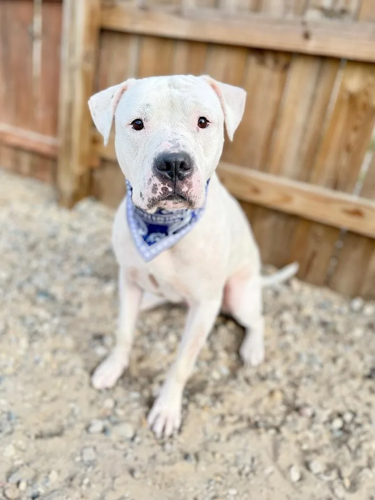 An adult medium-sized male Mixed Breed dog named Mello for adoption in Muskegon, MI