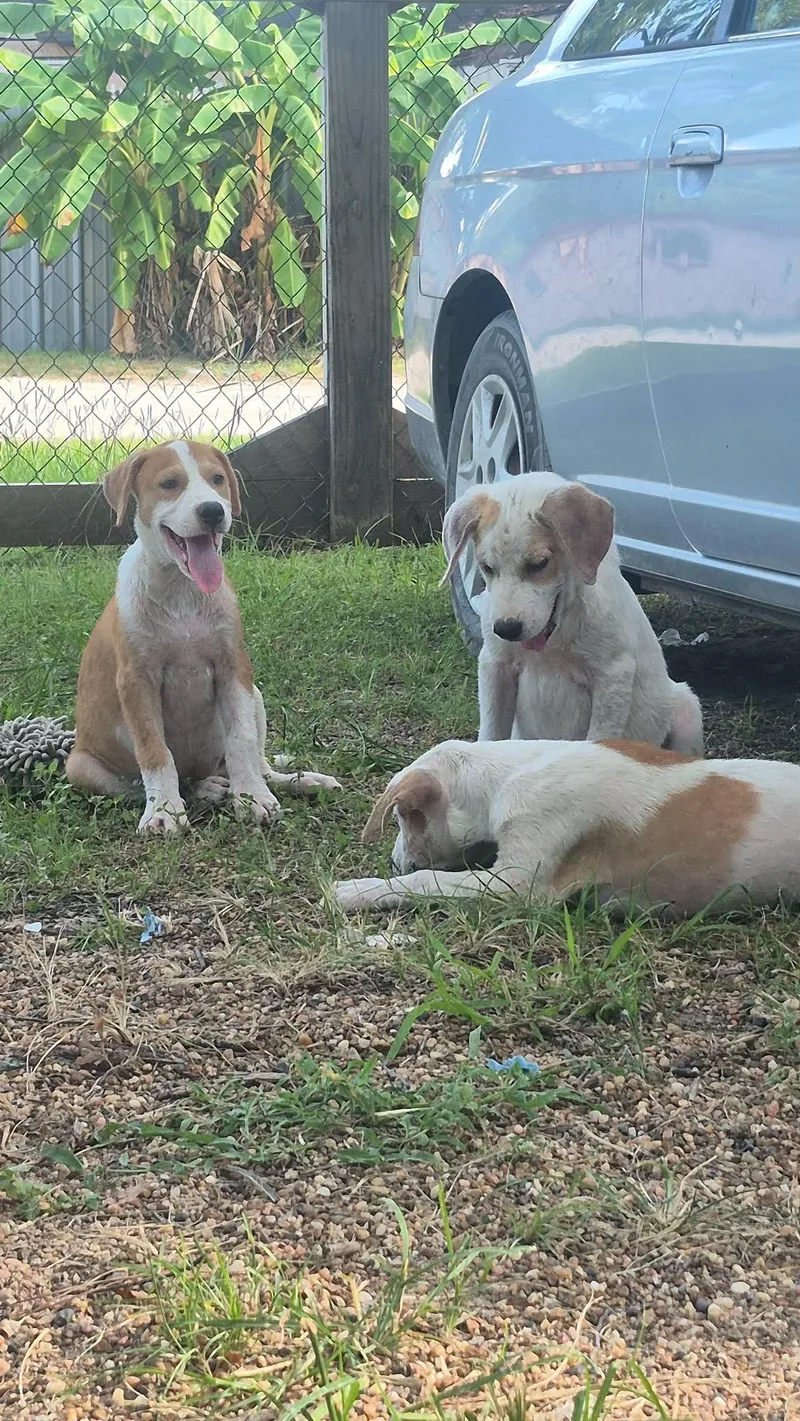 A baby medium-sized male White / Cream Labrador Retriever dog named Cotton for adoption in Houston, TX