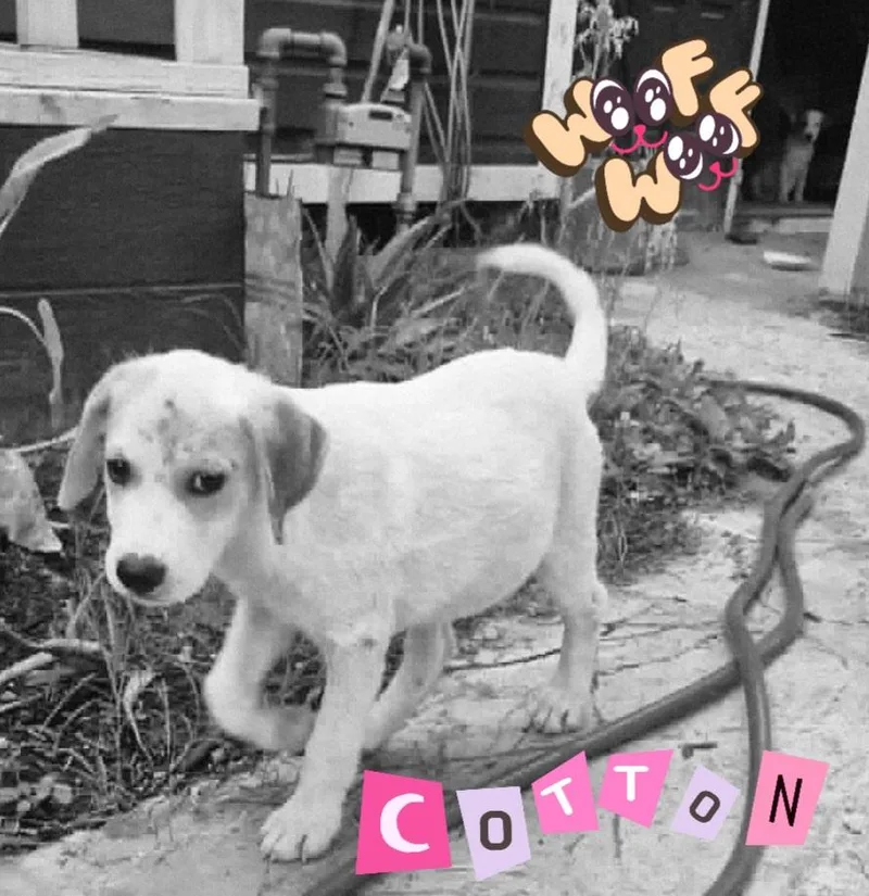 Cotton thumbnail 2