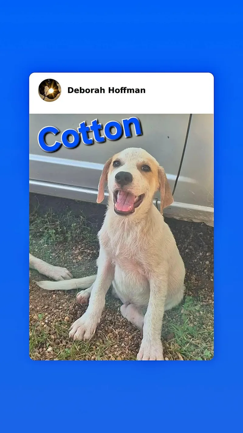 Cotton thumbnail 3