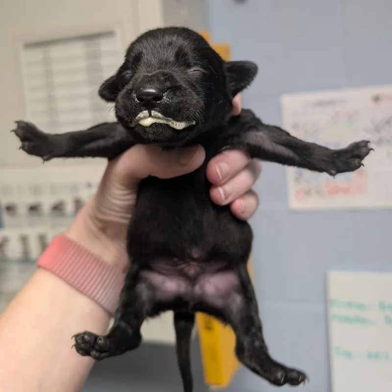A baby medium-sized male Black Mixed Breed dog named Rancher for adoption in DeKalb, IL