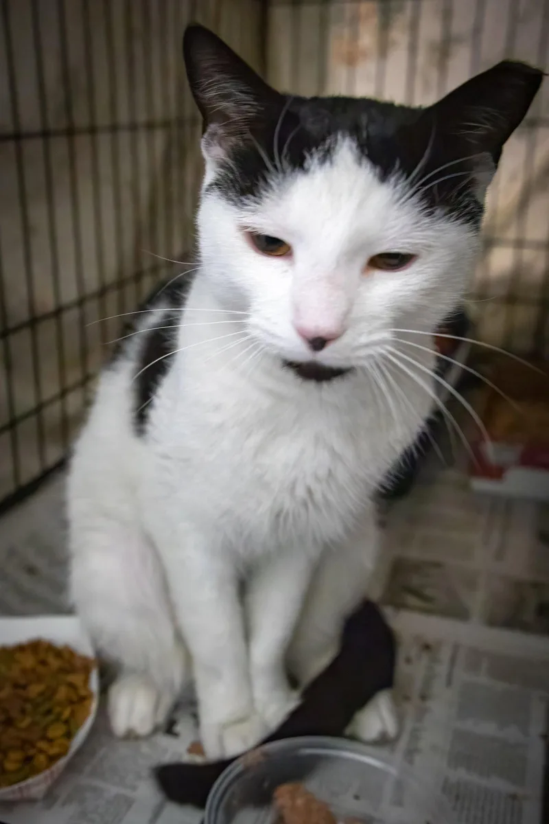 An adult medium-sized male Black & White / Tuxedo Domestic Short Hair cat named Domino for adoption in Greenville, DE