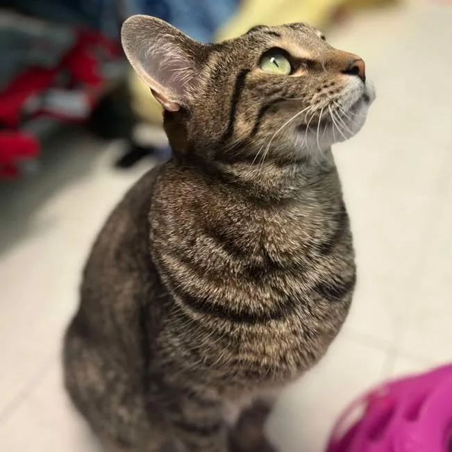 An adult medium-sized female Brown / Chocolate Domestic Short Hair cat named Tink for adoption in Milan, IL