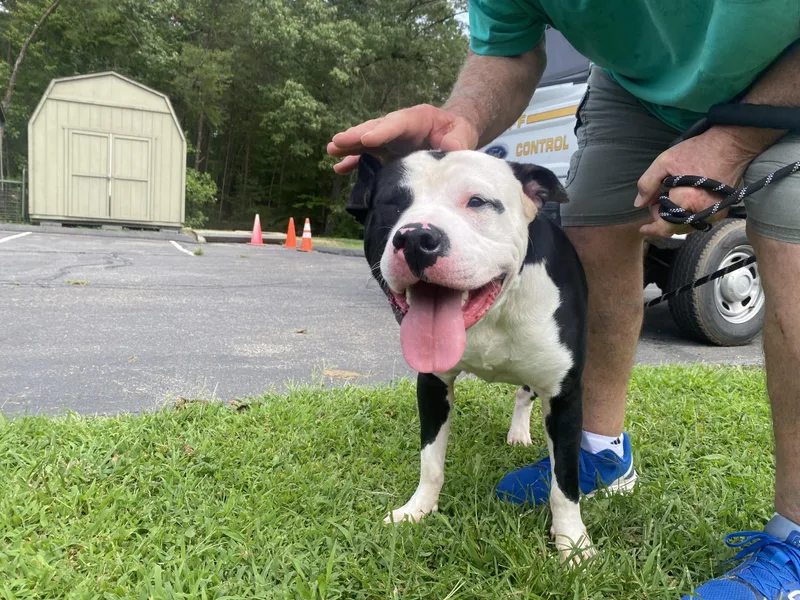 A young large-sized male Harlequin American Staffordshire Terrier dog named Bolt for adoption in King George, VA