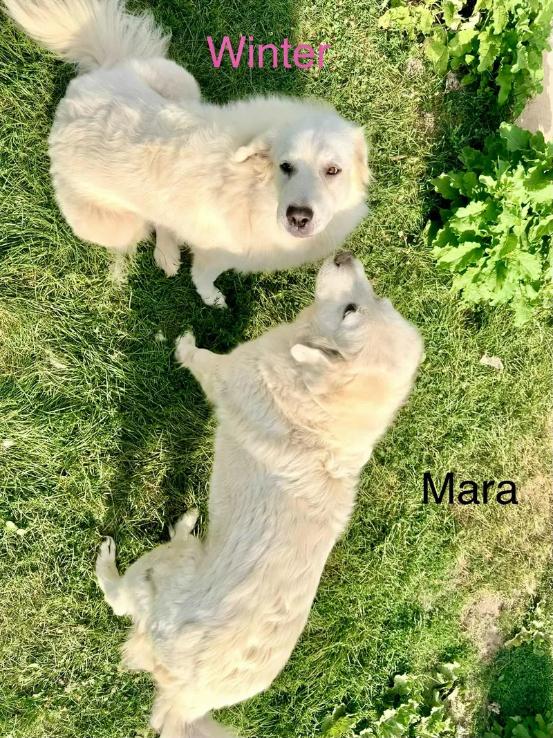 Winter and Mara thumbnail 3