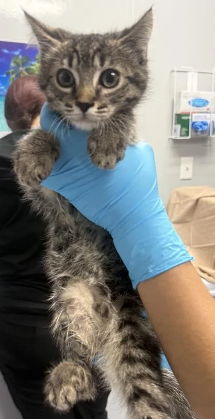 A young small-sized female Domestic Short Hair cat named B Friend for adoption in North Charleston, SC
