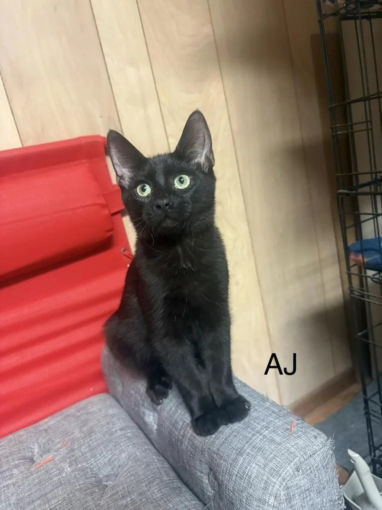 Aj