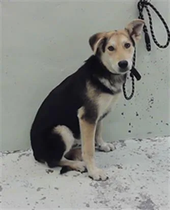 A baby small-sized male German Shepherd Dog dog named Ozzwald for adoption in Houston, TX