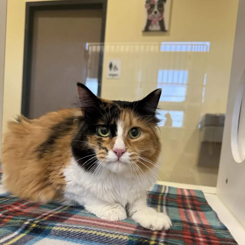 An adult large-sized female Calico Domestic Long Hair cat named Jaz for adoption in Beaumont, TX