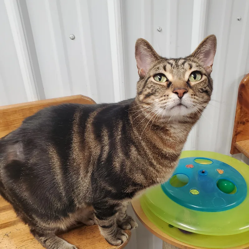 An adult medium-sized male Tabby (Tiger Striped) Domestic Short Hair cat named Baldur for adoption in Marseilles, IL