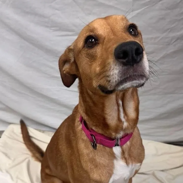 An adult medium-sized female Mixed Breed dog named Dixie for adoption in Springfield, VT