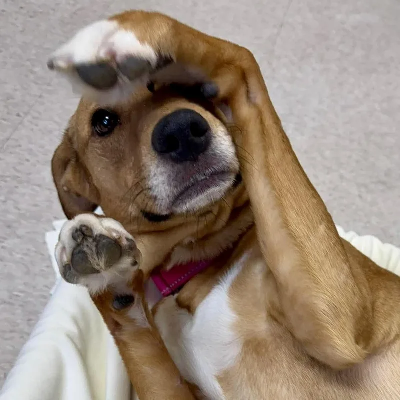 Dixie thumbnail 4