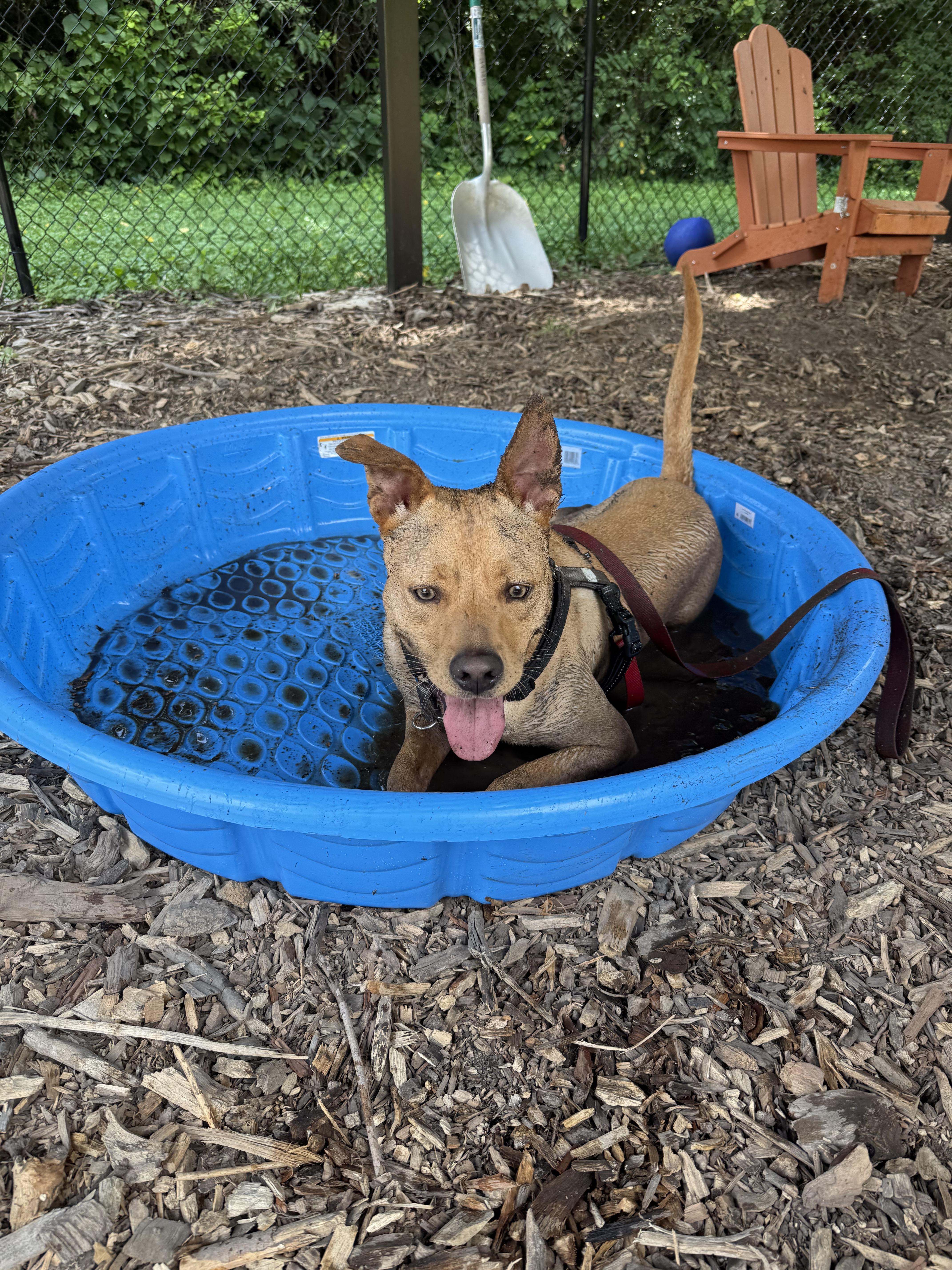 An adult medium-sized male Retriever dog named Funyun for adoption in Indianapolis, IN
