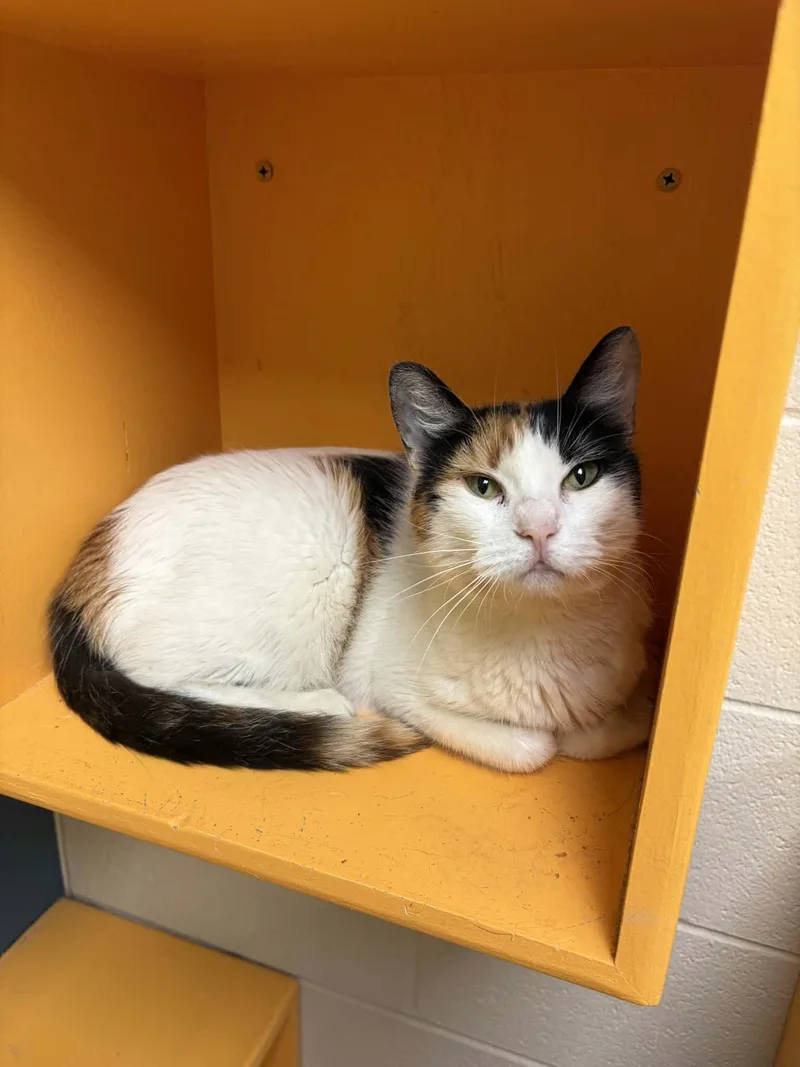 An adult medium-sized female Calico Domestic Short Hair cat named Applesauce for adoption in Valparaiso, IN