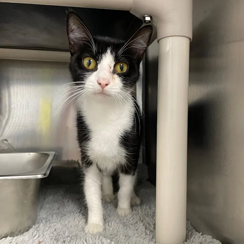 An adult medium-sized female Domestic Short Hair cat named Peep Squeak for adoption in Roanoke, VA