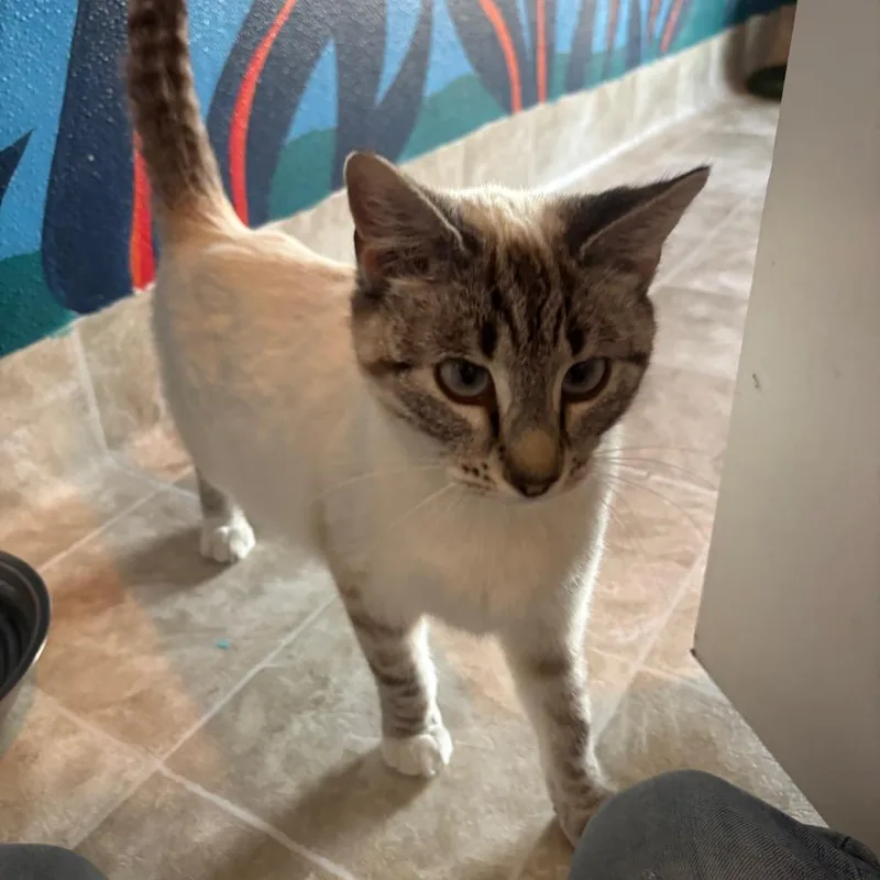 A young small-sized female Cream / Ivory Siamese cat named Kiki for adoption in Midland, TX