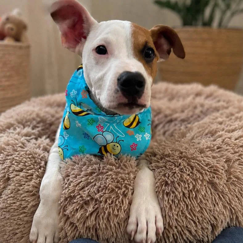 A baby medium-sized male White / Cream Pit Bull Terrier dog named Tony for adoption in Sacramento, CA