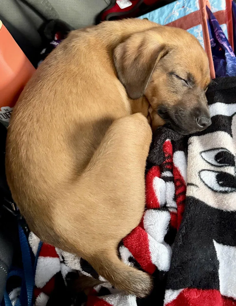 A baby medium-sized female Labrador Retriever dog named Aria for adoption in Royal Palm Beach, FL