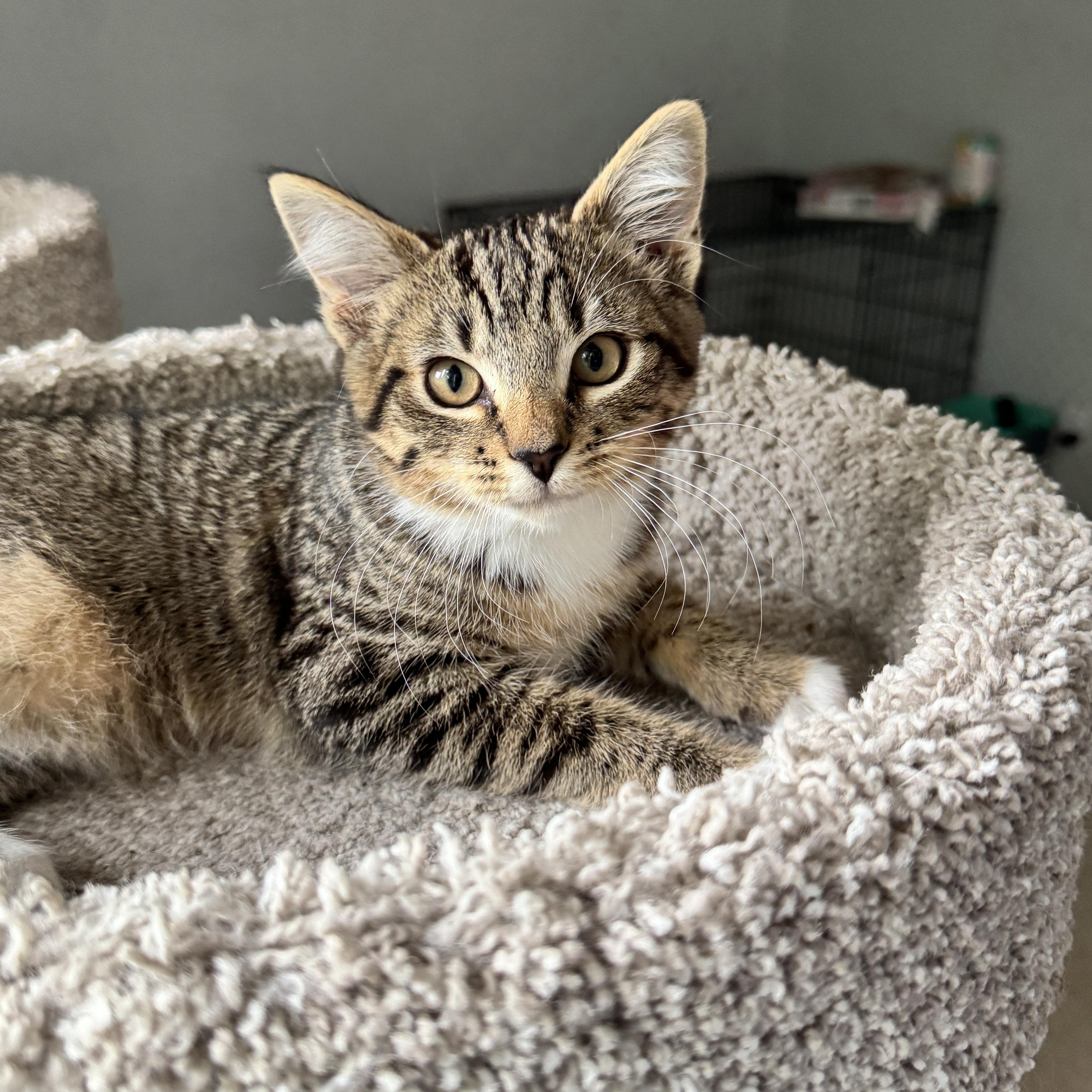A baby medium-sized female Tabby (Brown / Chocolate) Domestic Short Hair cat named Ivy for adoption in Maple Valley, WA