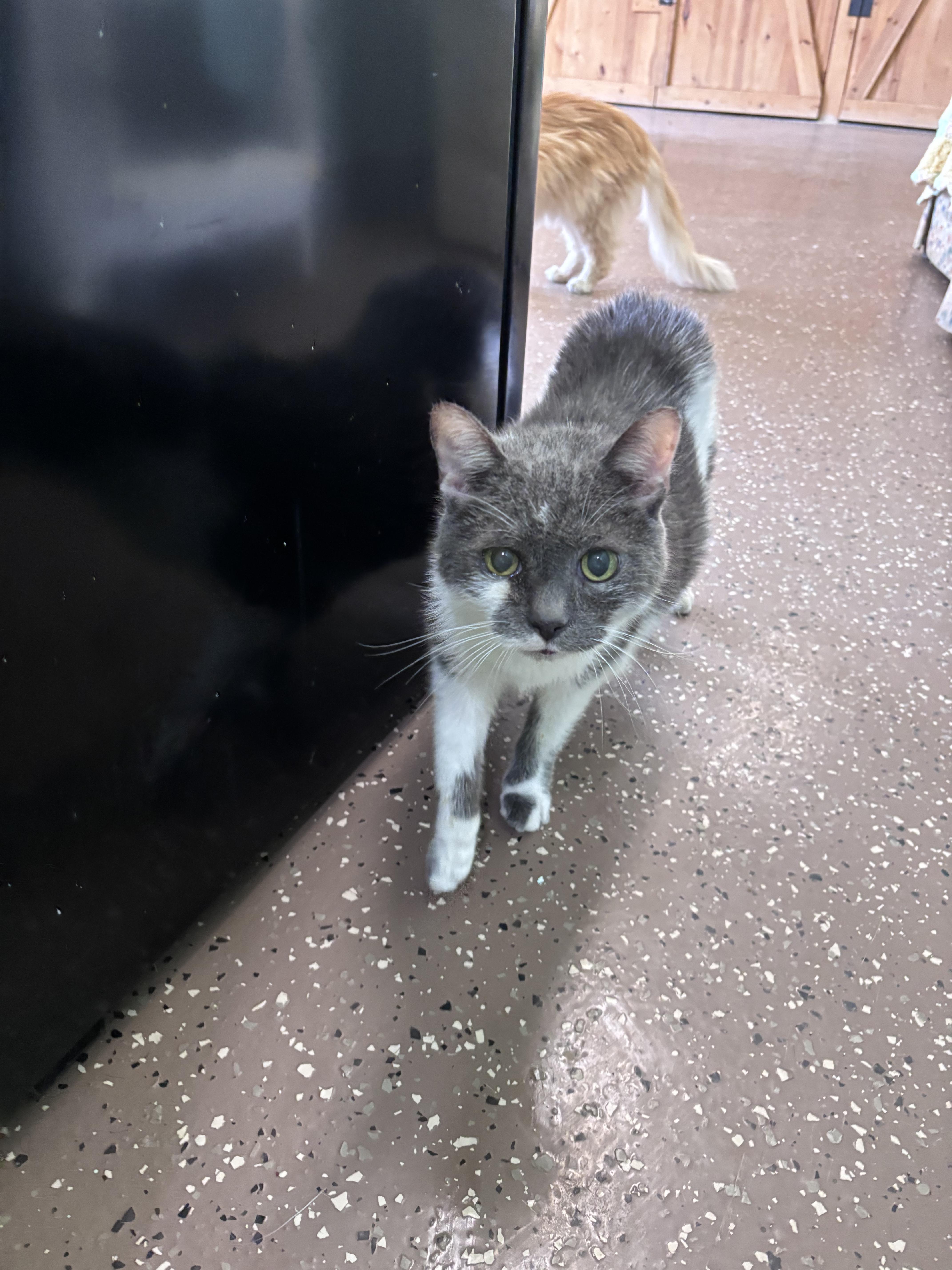 A senior medium-sized male Domestic Short Hair cat named Lou for adoption in Franklin, IN