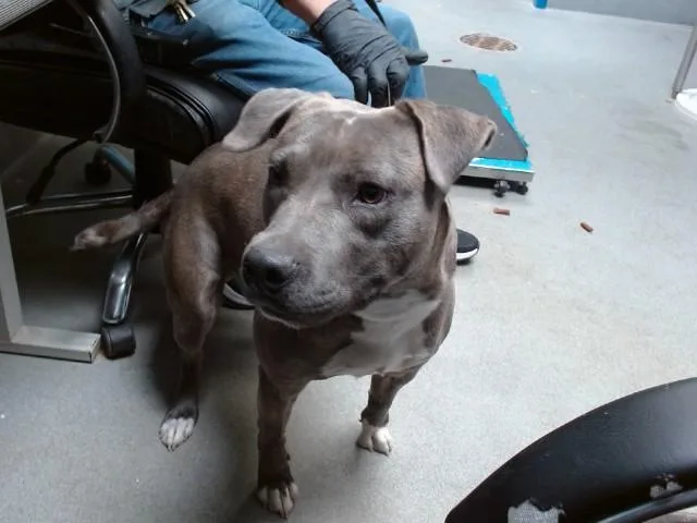 A young medium-sized male Pit Bull Terrier dog named Ghost for adoption in Albuquerque, NM