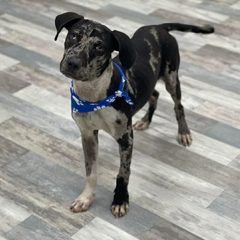 A young medium-sized male Merle (Blue) Catahoula Leopard Dog dog named Grady Local August for adoption in Brookshire, TX