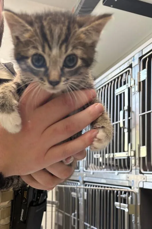 A young medium-sized female Tabby (Brown / Chocolate) Domestic Short Hair cat named Tater Tot for adoption in Providence Forge, VA