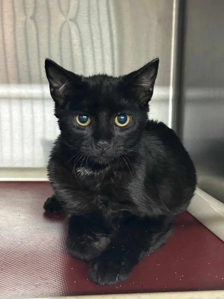 A baby small-sized male Domestic Short Hair cat named Zap for adoption in Gautier, MS