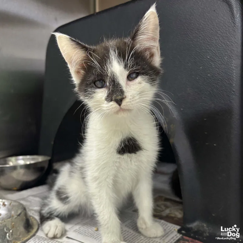 A baby medium-sized male Gray & White Domestic Short Hair cat named Zander for adoption in Washington, DC