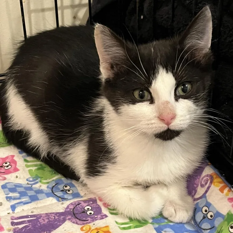 A young small-sized male Black Domestic Short Hair cat named Hamilton for adoption in Durham, NC