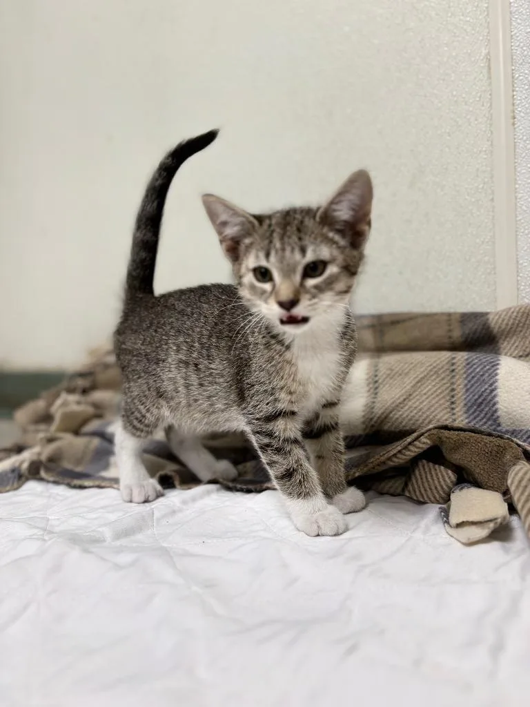 A baby medium-sized male Domestic Short Hair cat named Johnny for adoption in Findlay, OH