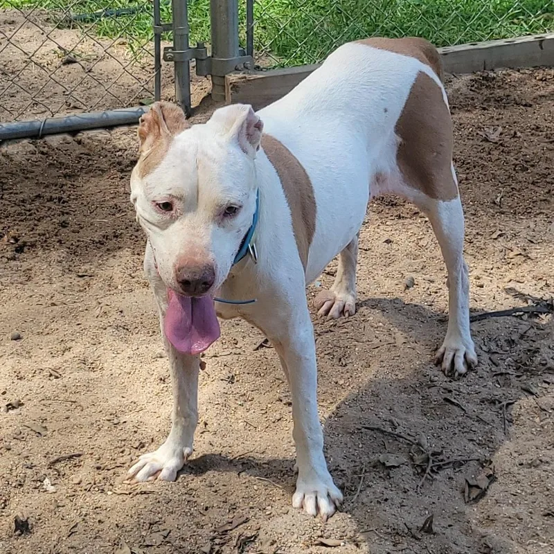 A senior medium-sized female White / Cream Pit Bull Terrier dog named Princess for adoption in Jena, LA