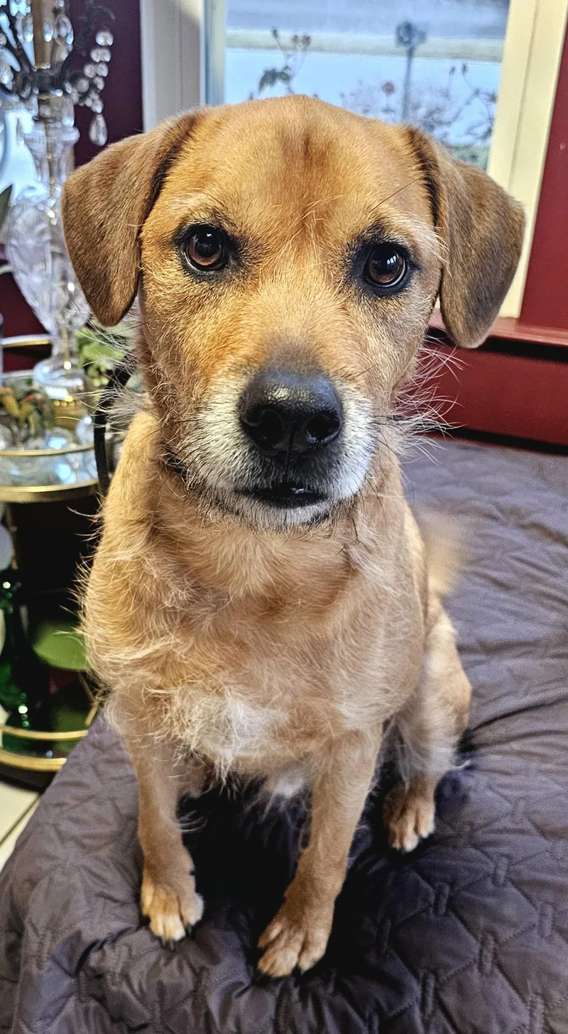 An adult medium-sized male Apricot / Beige Wirehaired Terrier dog named Aries for adoption in Indian Trail, NC