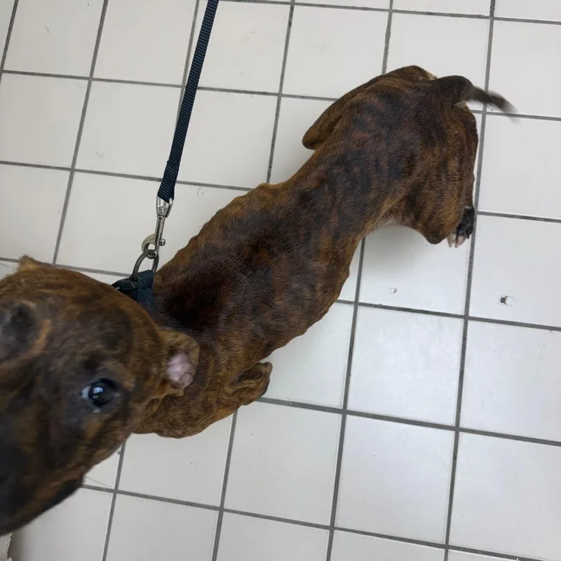 An adult medium-sized male Brindle Pit Bull Terrier dog named Taylor for adoption in Tuscaloosa, AL