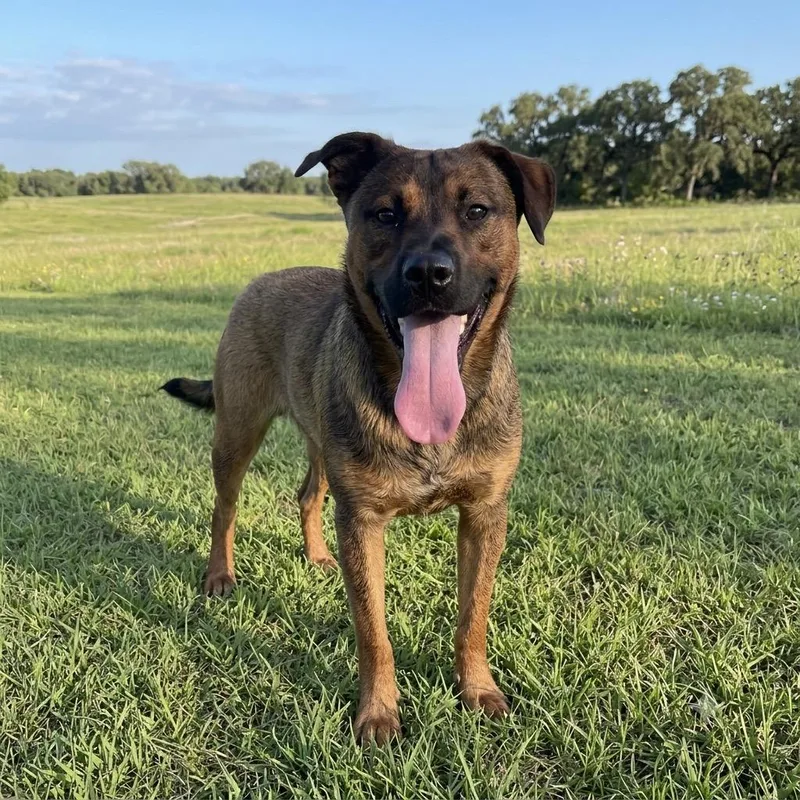 Rufus