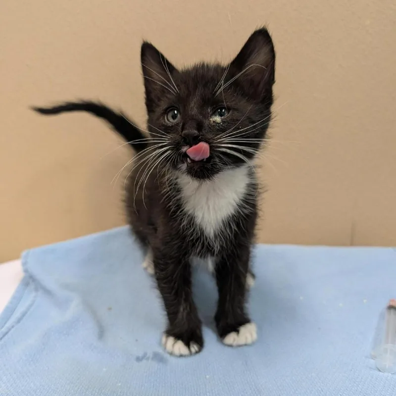 A baby small-sized male Black Domestic Short Hair cat named Gaston for adoption in Tacoma, WA