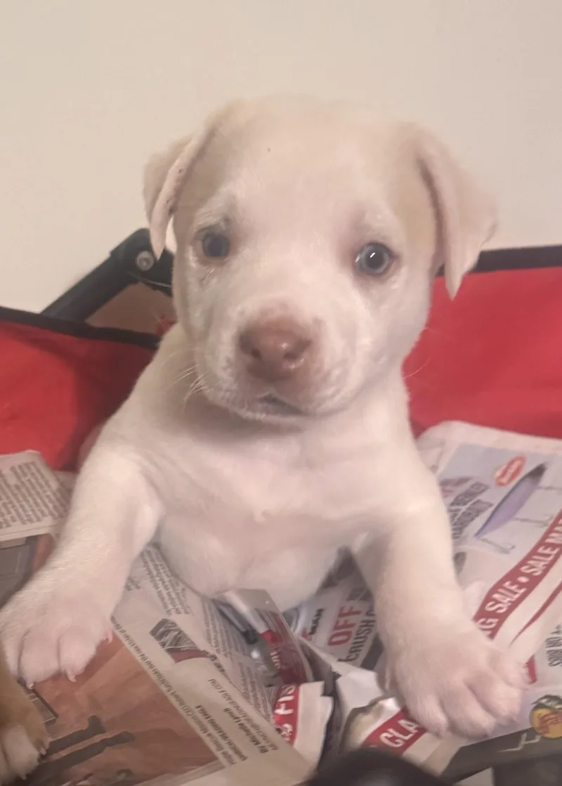 A baby large-sized male White / Cream Labrador Retriever dog named Snoopy for adoption in Pottstown, PA